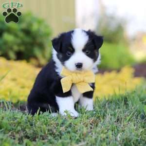 Elliot, Toy Australian Shepherd Puppy